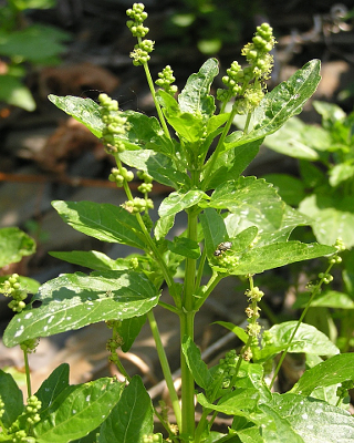 MERCURIALIS ANNUA